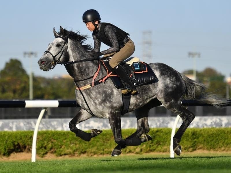 Japanese Sydney Cup contender racehorse Pre Stwick has had his final work-out at Canterbury. pre stwick