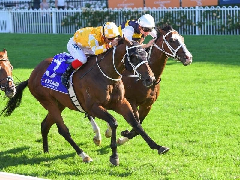 Tom Melbourne (right) will be out to end a run of minor placings when he starts at the Gold Coast. tom melbourne