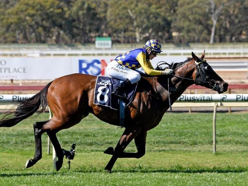 The Dan McCarthy-trained Ashlor will carry a big weight when he races at Caulfield. ashlor