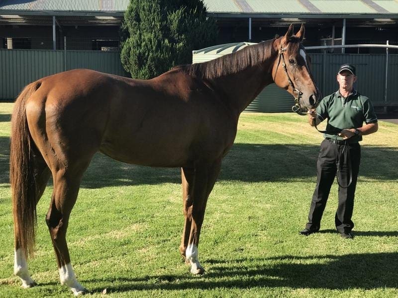 Redkirk Warrior has arrived in England ahead of his assault on the Diamond Jubilee at Royal Ascot. redkirk