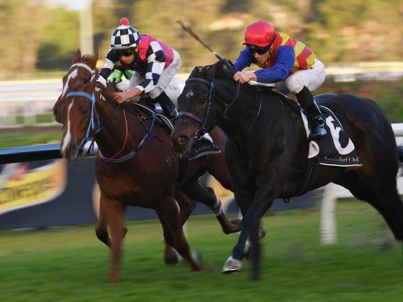 Nictock (left) will be out to improve on his close second last start when he returns to Rosehill. nictock
