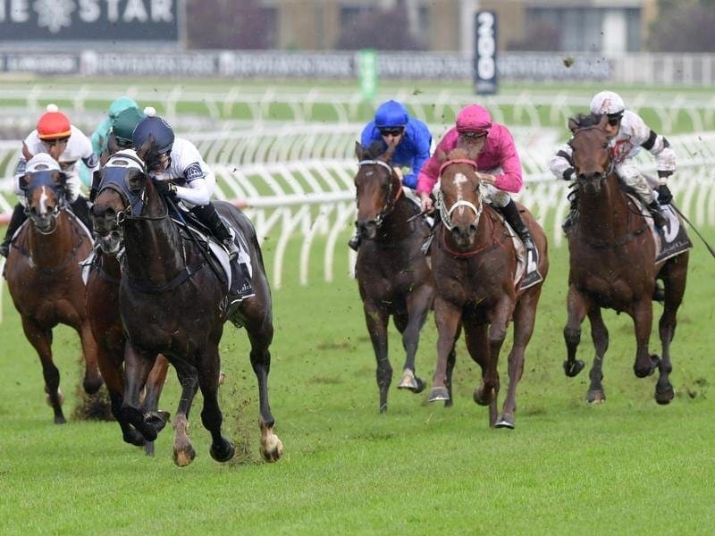 Dio D'Oro (white, blue cap) will be out to back up his last-start win in the wet at Randwick. dio d'oro