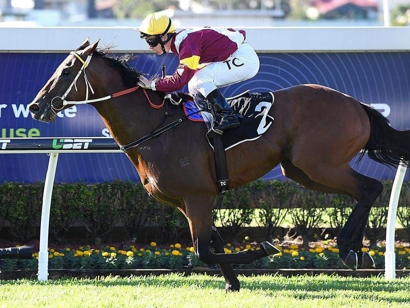 Stradbroke hope Perast can give trainer Paul Perry his first Brisbane G1 win in more than a decade. perast