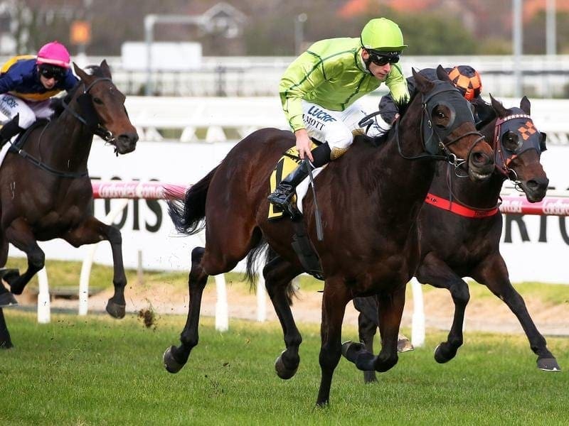 Self Sense, a last-start winner on the flat, will carry top weight in the Grand National Hurdle. self sense