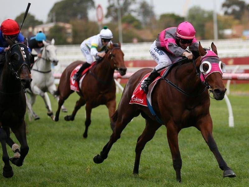 Trainer Symon Wilde has options in Melbourne and Adelaide for Inn Keeper (right). inn keeper