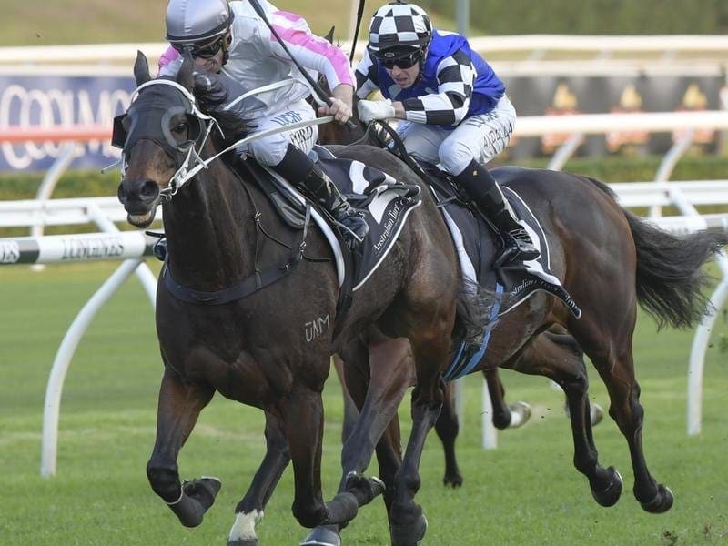 Veteran stayer Destiny's Kiss has successive Wyong Gold Cups in his sights despite a big weight. Destiny's Kiss.