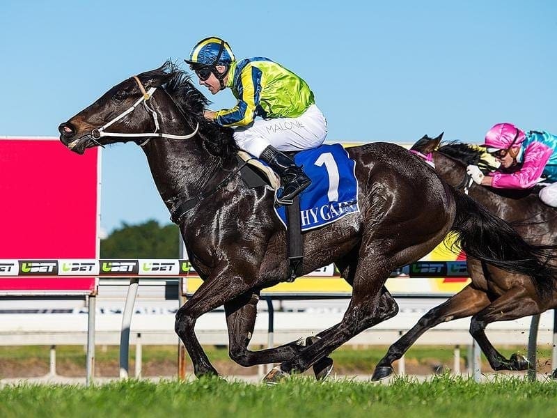 Dal Cielo has returned to winning form at the Gold Coast as a pick-up ride for in-form Ryan Maloney. Dal Cielo wins at the Gold Coast.