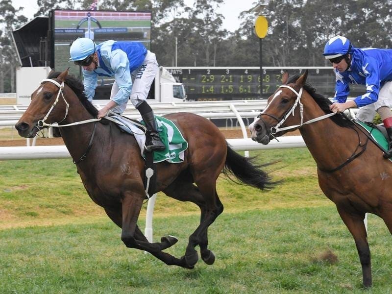 Tarka (left) will join stablemate Toulouse on a Victoria Derby path after winning at Warwick Farm. Tarka wins at Warwick Farm.