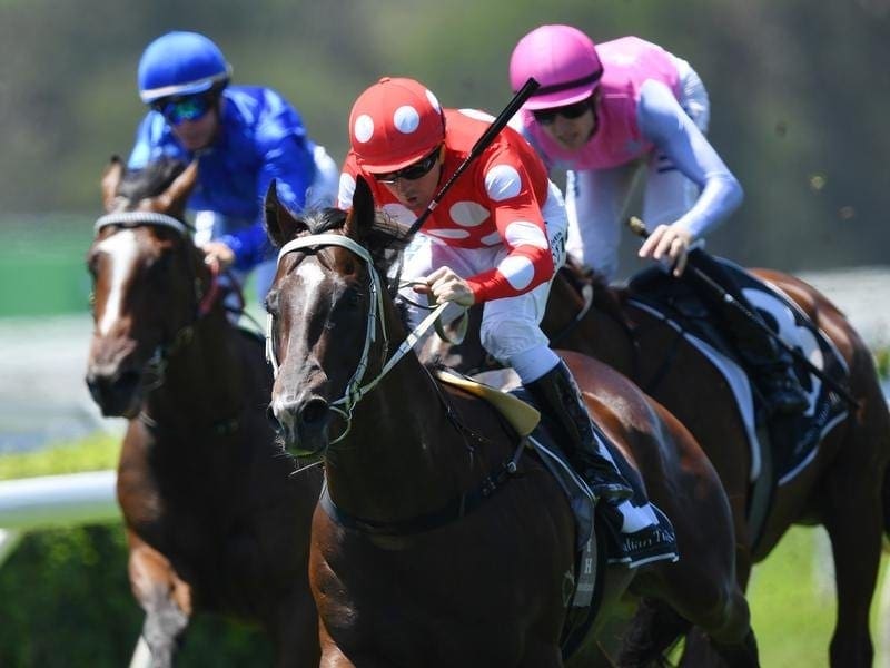 Sandbar (red) will take his place in the $1 million Golden Rose. sandbar