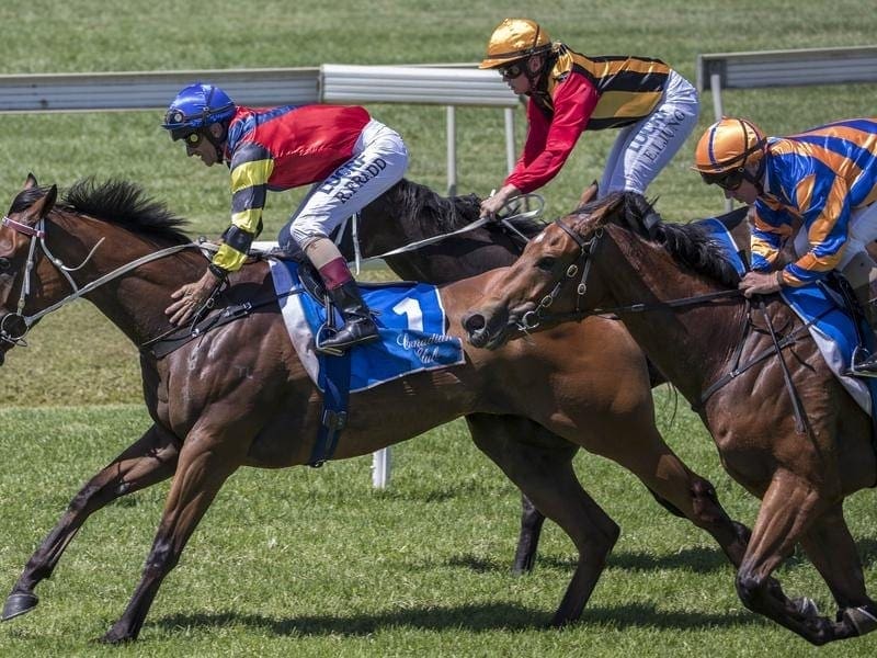Snitz will have an important lead-up race at Doomben in preparation for the $1.3 million Kosciuszko. Snitz.