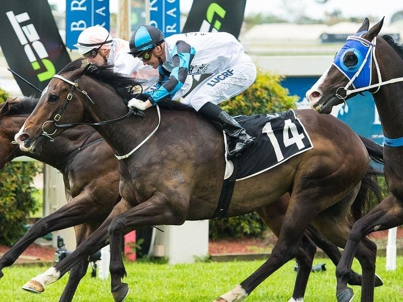 Bold Chance will try to build on the success of the syndicator involved in star filly Amphitrite. Bold Chance.