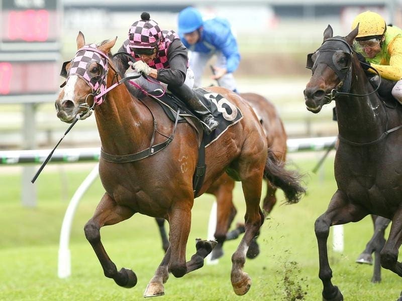 Trainer Robert Heathcote will test Zofonic Dancer (left) over 2200 metres at Doomben. zofonic dancer