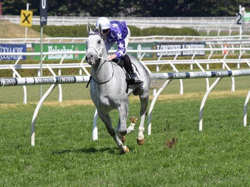 D'Argento is shading his Chris Waller-trained stablemate Unforgotten for Epsom Hcp favouritism. d'argento
