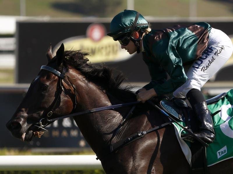 Epsom Handicap contender Lanciato is one of three G1 runners for trainer Mark Newnham at Randwick. lanciato