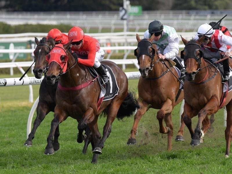 Last year's winner Redzel (red) will jump from barrier one in the $13 million Everest. redzel