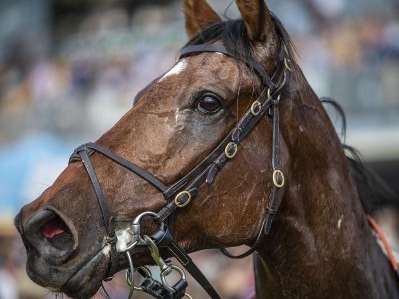 Santa Ana Lane will be one of two runners for Anthony Freedman in the Everest at Randwick. Santa Ana Lane.