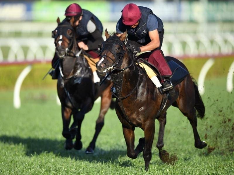 Irish Everest runner US Navy Flag (r) has galloped with stablemate Somerset Maugham at Canterbury. u s navy flag