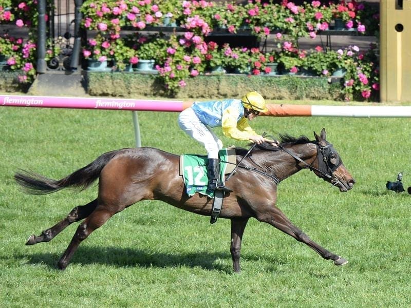Bring Me Roses will be out to win a G2 race on Turnbull Stakes day for the second year in a row. bring me roses