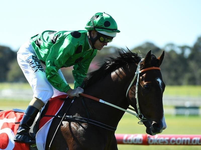 Black Caviar's son Prince Of Caviar has broken his maiden at his fourth start at Bendigo. prince of caviar