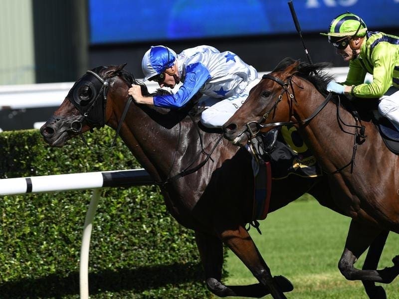 Sydney Cup placegetter Sir Charles Road (l) will need some defections to gain a Caulfield Cup start. sir charles road