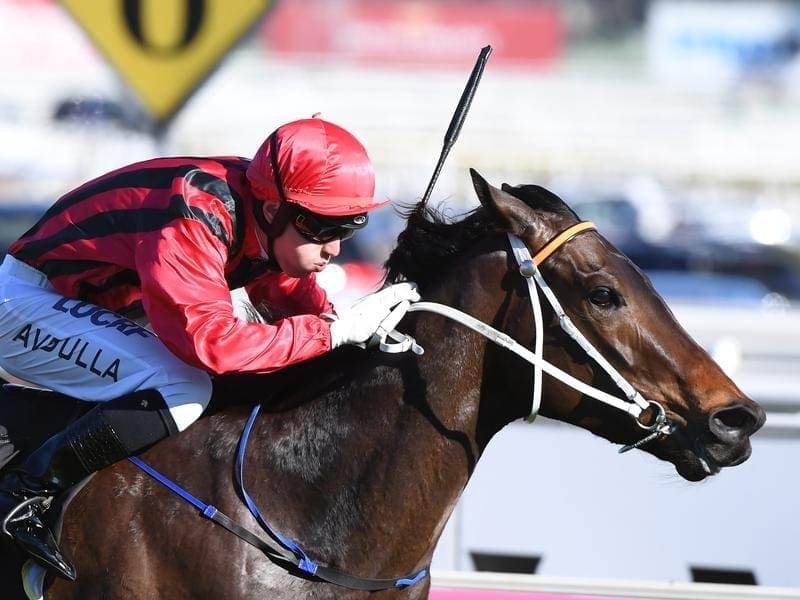 Trainer Kris Lees says Prelude winner Smart Melody should handle the 1600m of the Thousand Guineas. smart melody