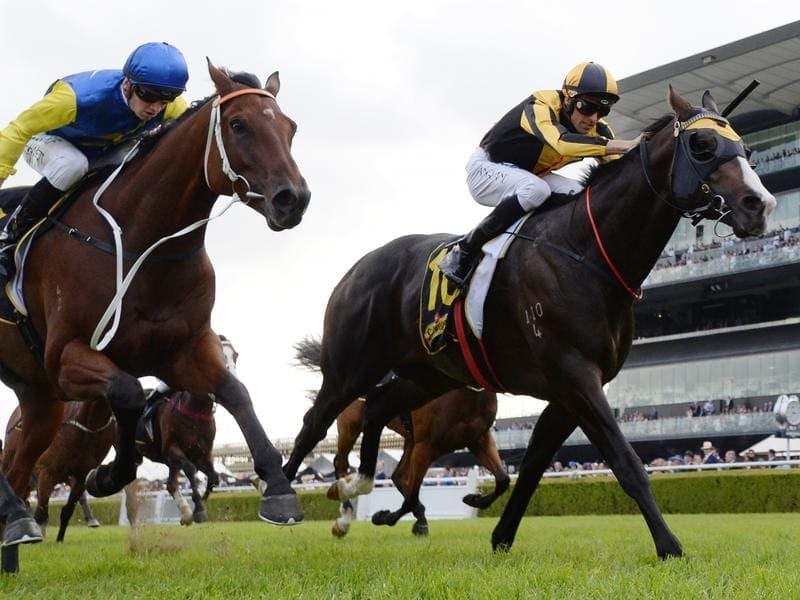 Trapeze Artist (r) will clash with Redzel in an Everest preview in the Premiere Stakes at Randwick. trapeze artist
