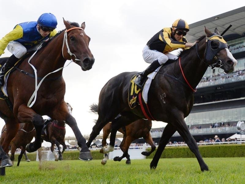 Trainer Gerald Ryan is hoping Sydney's forecast is wrong as Trapeze Artist (r) heads to The Everest. trapeze artist