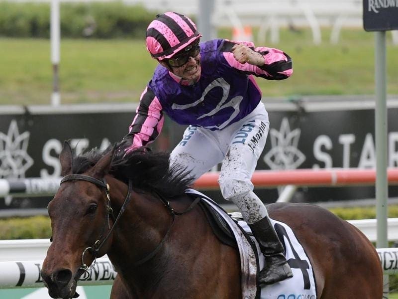 Vicrtorian galloper Moss 'N' Dale has revelled in the Randwick mud to win the Craven Plate. Moss 'N' Dale wins at Randwick.