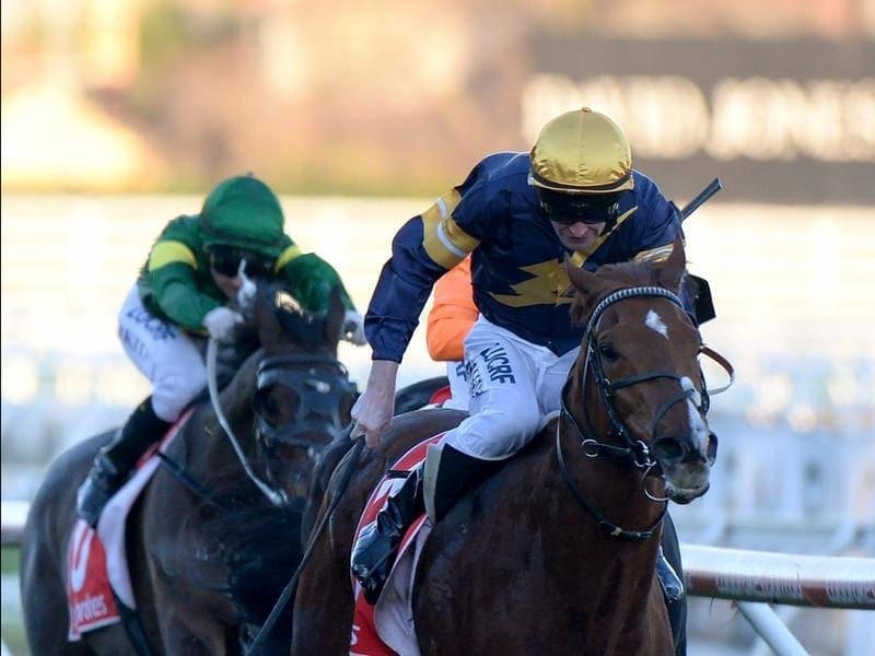 Trainer Mike Moroney is lookng to Radipole to defy his long odds in the Toorak Handicap. radipole