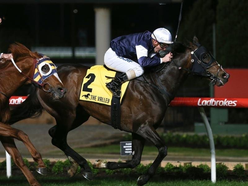 The Taj Mahal, winner of the JRA Cup at The Valley, will now be aimed at the Caulfield Cup. the taj mahal