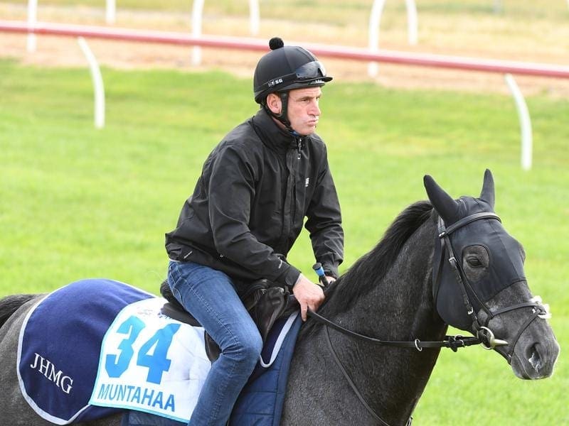 The John Gosden-trained English stayer Muntahaa will join Lindsay Park after the Melbourne Cup. muntahaa