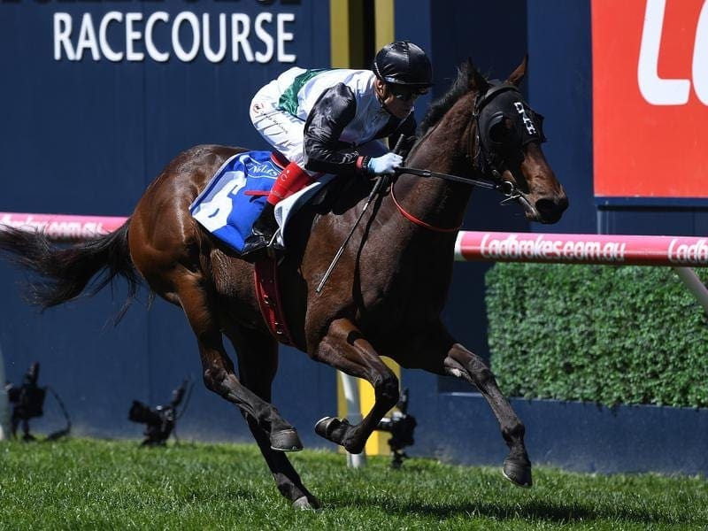 Stakes winner Champagne Boom will head to Wyong on her way to the Magic Millions at the Gold Coast. champagne boom