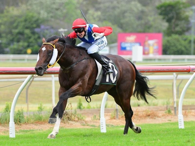 The imported Kay Kay Boy will be out to add to his four Australian wins in the Bernborough Handicap. kay kay boy