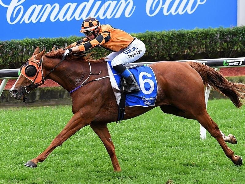 Skytrek will run in the Bernborough Handicap on his way to the Magic Millions carnival. skytrek