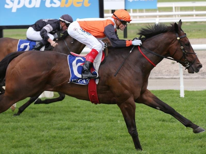After victory at Pakenham, Prezado gets his chance at another straight track sprint at Flemington. prezado
