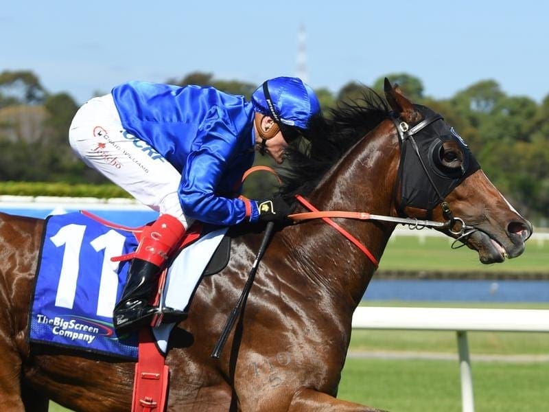 Tin Hat will chase a hat-trick of wins when he steps up in class in the Group Three Manfred Stakes. Tin Hat.