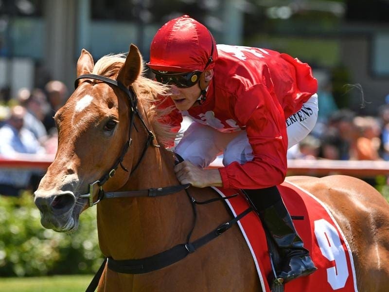 Brooklyn Hustle has pleased connections ahead of her return in the Blue Diamond Prelude. brooklyn hustle