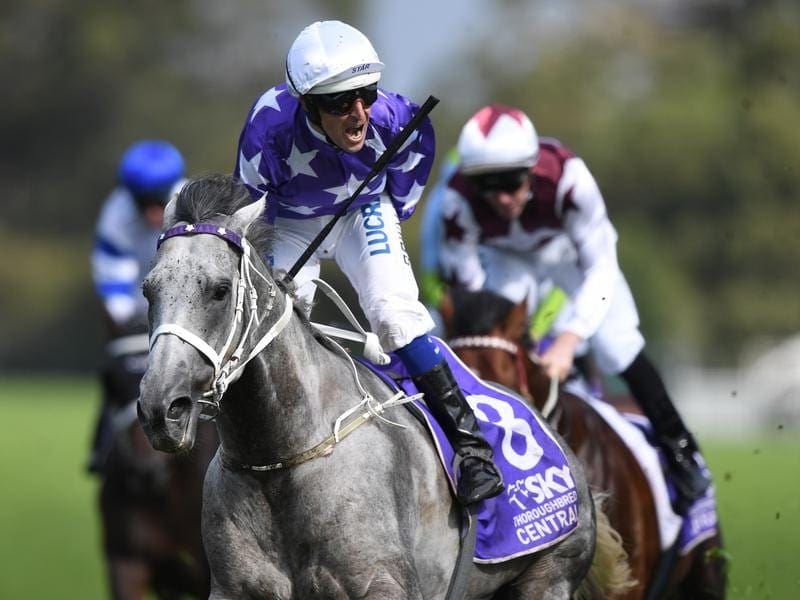 Group One winner D'Argento will be among the stars begining their preparations in Rosehill trials. d'argento