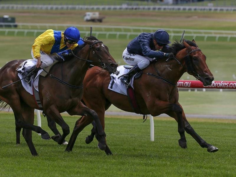 Australian colt Long Leaf (r) has won the Karaka 3YO Classic for the Lindsay Park training team. long leaf
