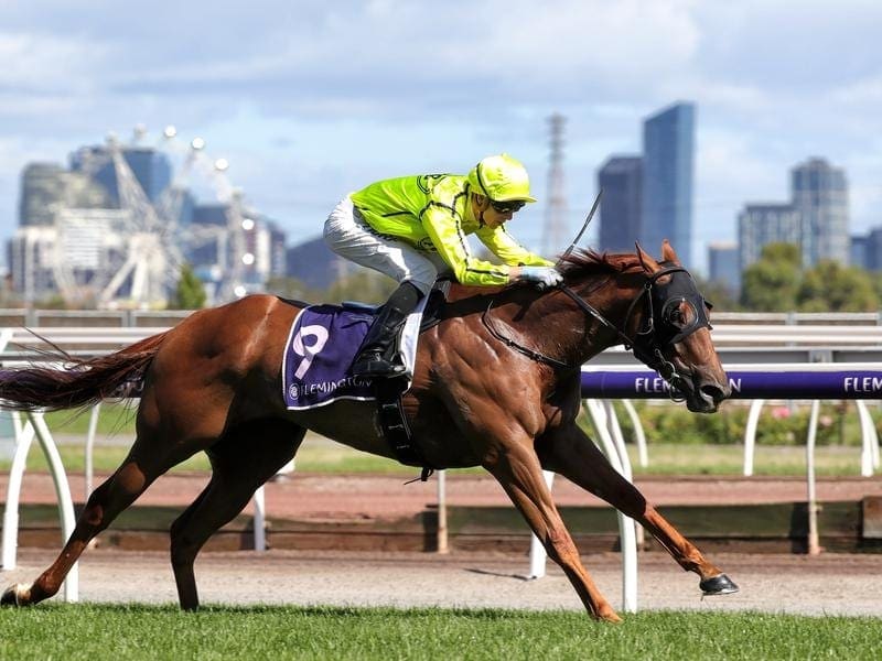 Trainer Robbie Gtiffiths is hoping Mr Money Bags can secure a start in the Magic Millions Cup. mr money bags could go to the gold coast