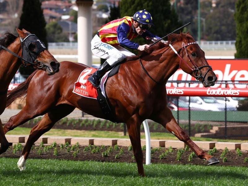 Highly rated sprinter Nature Strip is one of many horses reported to moving from Darren Weir's yard. Nature Strip.