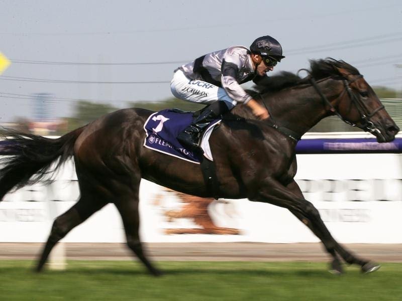 Wetakemanhattan has graduated to metropolitan copany with an impressive win at Flemington. Wetakemanhattan.