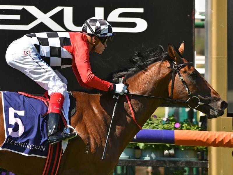 A tendon injury will sideline imported stayer Schabau, a recent winner at Flemington. Schabau.