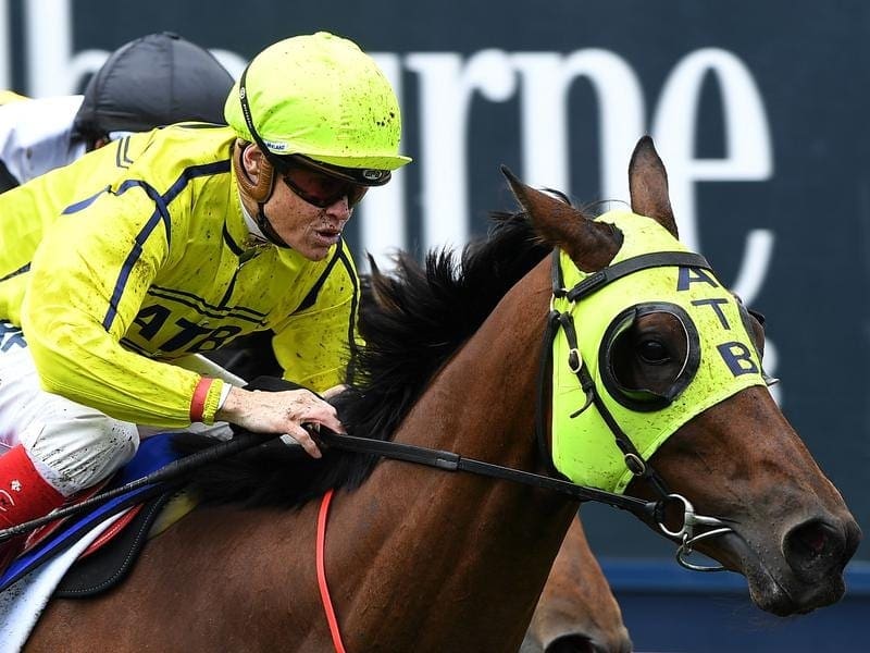 Victoria stayer Yogi will be out to make his mark in the $1.5 million Tancred Stakes at Rosehill. Yogi.