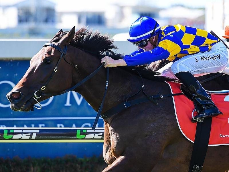 Speedster Tarzan has won a barrier trial at the Sunshine Coast ahead of his return. tarzan