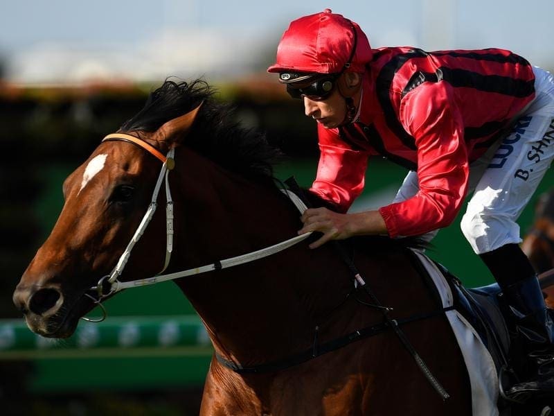 Trainer Kris Lees is confident three-year-old Gem Song can hold his own in the wfa Doomben Cup. gem song