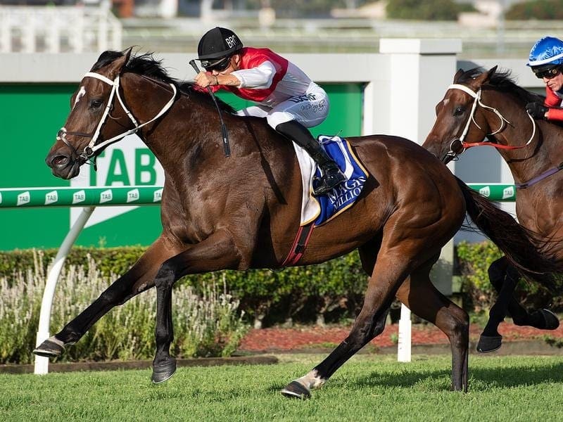 The Steve Tregea-trained Bergerac will wear blinkers when he runs in the Group Three BRC Sprint. bergerac