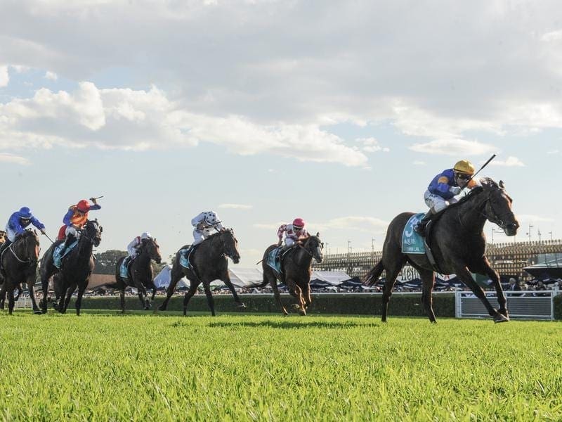 Santa Ana Lane (r) will run for the TAB in the $14 million Everest for which he is the favourite. santa ana lane