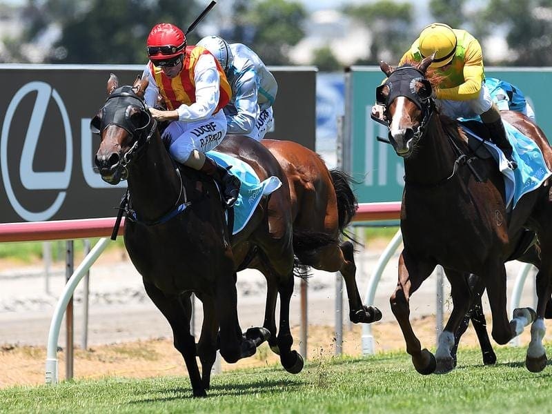 Trainer Gerald Ryan has yet to decide whether Problem Solver (l) will race at Doomben or Rosehill. problem solver