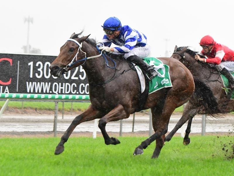 Pennino has upstaged her more fancied rivals to win the Group Three Gold Coast Guineas. Pennino.